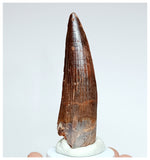 1024 - Gem Grade Spinosaurus aegyptiacus 2.95'' Dinosaur Tooth