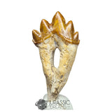 20233 - Nicely Preserved Basilosaurus (Whale Ancestor) Molar Rooted Tooth