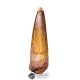 20174 - Nicely Preserved Large Spinosaurus aegyptiacus Dinosaur Tooth