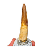S231 - Large Rooted Spinosaurus aegyptiacus Dinosaur Tooth - Cretaceous KemKem Beds