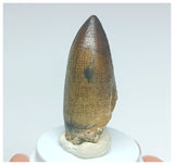 Gem Grade Sarcosuchus imperator Crocodile Tooth - Lower Cretaceous Elrhaz Fm