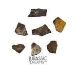 J280 - Unusual Unidentified Dinosaur Set of 7 Egg Shells - Upper Jurassic - "The Young Locality" Morrison Fm
