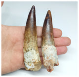 1181 -Set of 2 Huge Spinosaurus Dinosaur Teeth Upper Cretaceous KemKem Beds