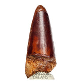S151 - Nicely Preserved Partial Red Spinosaurus aegyptiacus Dinosaur Tooth