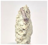 1522 - Museum Grade Unique Spicomellus afer Oldest Ankylosaurian Dinosaur Tooth - El Mers Fm