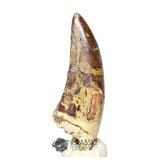 20047- Nicely Preserved Afrovenator abakensis Megalosaurid Dinosaur Tooth Jurassic Tiouraren Fm IN CATAWIKI AUCTION NOW