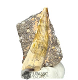 20255 - Nicely Preserved Suchomimus tenerensis Dinosaur Tooth in Natural Matrix IN CATAWIKI AUCTION NOW