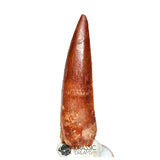 20346 - Nicely Preserved Spinosaurus aegyptiacus Dinosaur Tooth IN CATAWIKI AUCTION NOW