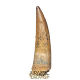 S315 - Gem Grade Suchomimus tenerensis Spinosaurid Partially Rooted Dinosaur Tooth - VISIBLE CARINA