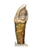 S397 - Nicely Preserved Huge Ice Age Cave Bear (Ursus spelaeus) Pre-Canine Tooth