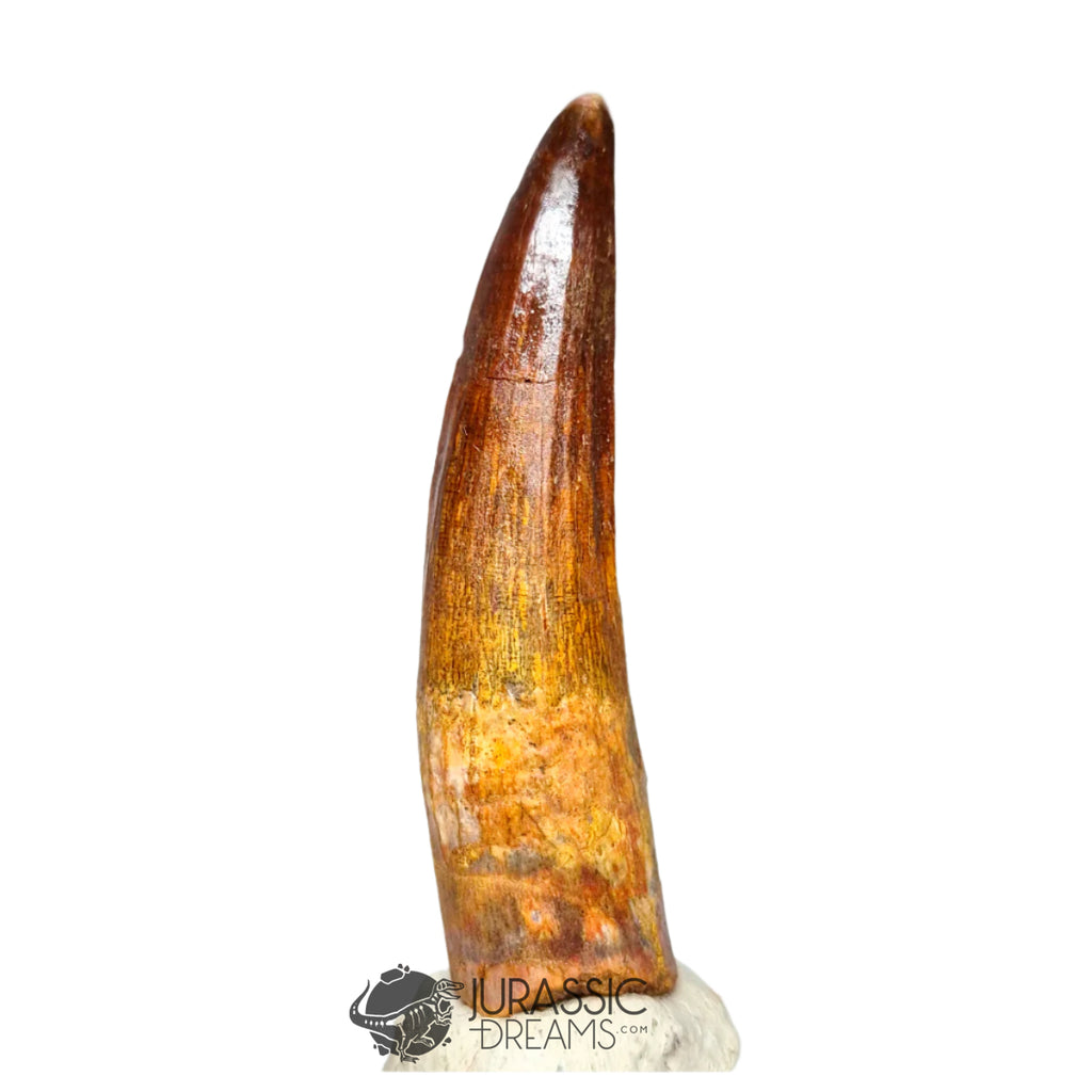 20115 - Gem Grade Spinosaurus aegyptiacus Dinosaur Tooth - Cretaceous KemKem Beds