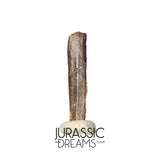 S373 - Top Rare Nigersaurus taqueti Rebbachisaurid Sauropod Dinosaur Tooth