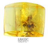 J29 - WASP Ichneumonidae Fossil Inclusion Genuine BALTIC AMBER + HQ Picture