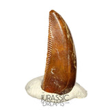 S93 - Unusual Majungasaurus crenatissimus Abelisaurid Dinosaur PREMAXILLARY Tooth