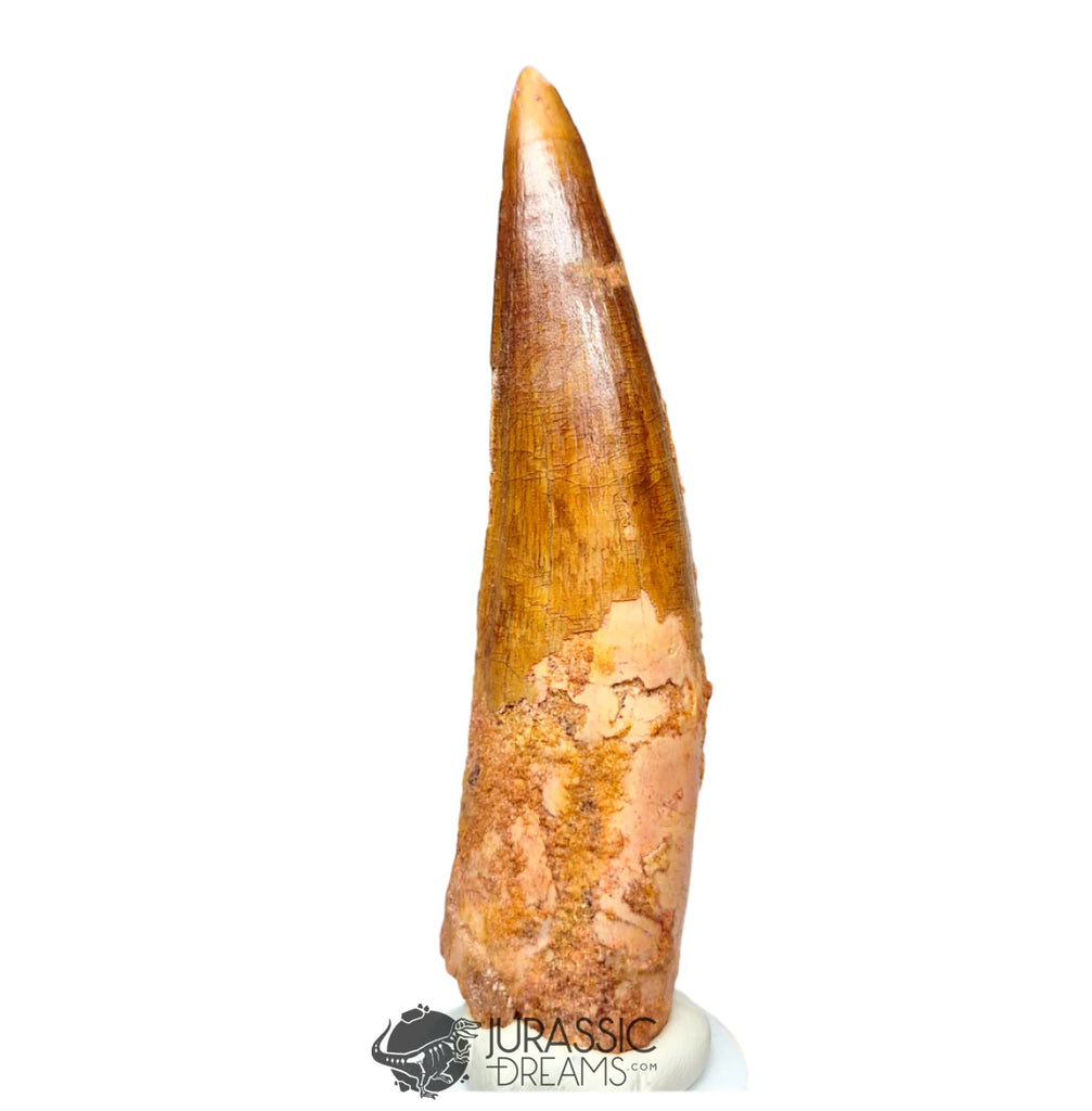 20195 - Nicely Preserved Large Spinosaurus aegyptiacus Dinosaur Tooth IN CATAWIKI AUCTION NOW