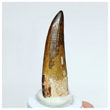 1035 - Gem Grade Suchomimus tenerensis 2.36'' Dinosaur Tooth