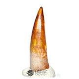 20119 - Gem Grade Spinosaurus aegyptiacus Dinosaur Tooth - Cretaceous KemKem Beds IN CATAWIKI AUCTION NOW