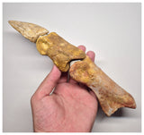 1527 - Museum Grade Spinosaurus aegyptiacus Dinosaur Complete Toe Finger with Claw- KemKem Beds
