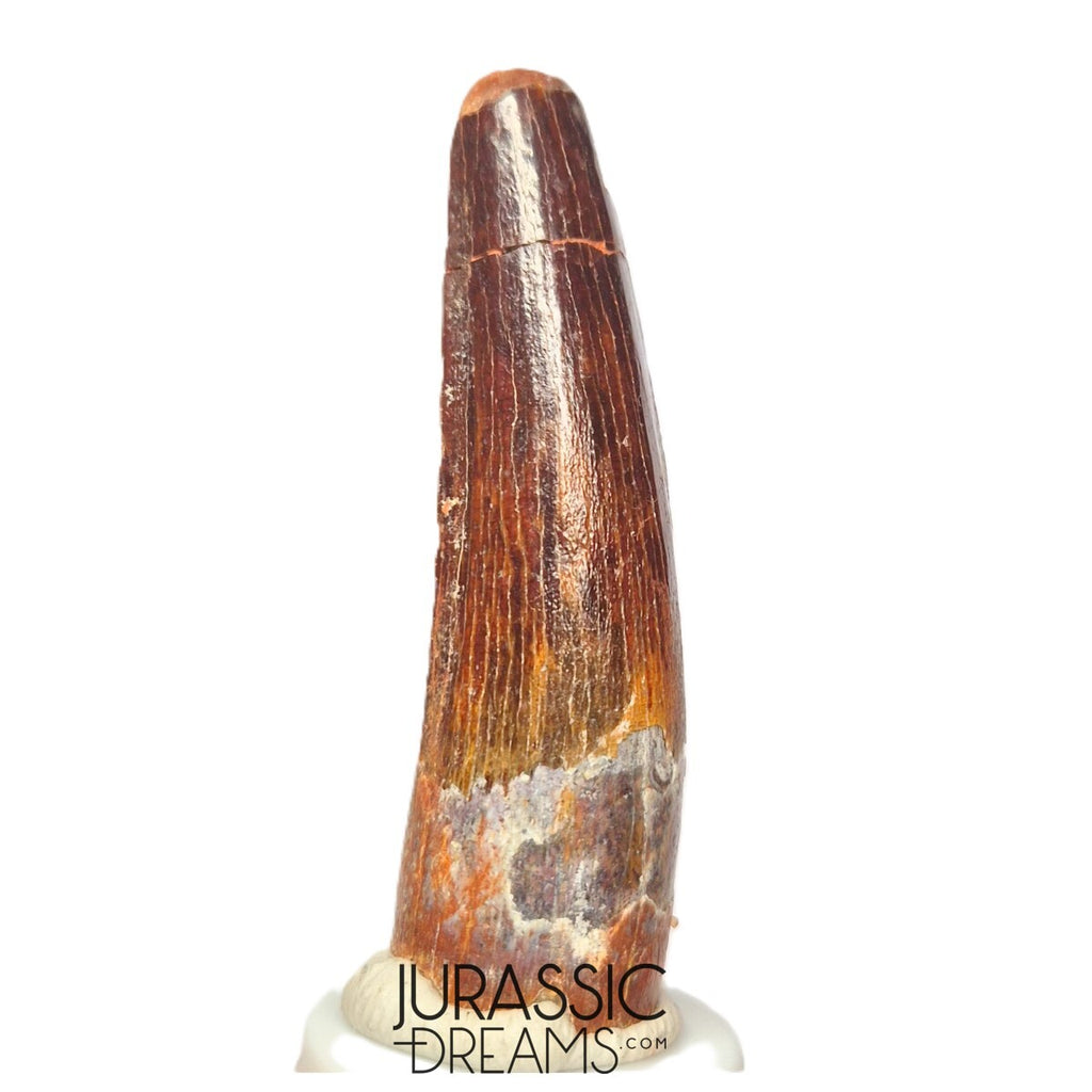 S311 - Nicely Preserved Spinosaurus aegyptiacus Dinosaur Tooth - Cretaceous Red Sanstone Beds