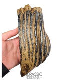 S291 - Nicely Preserved Huge Ice Age Woolly Mammoth (Mammuthus primigenius) Upper Molar Tooth