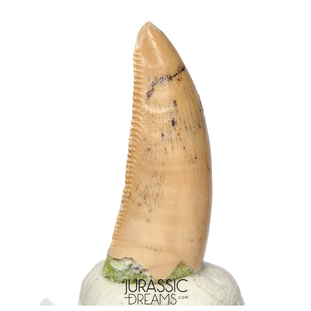 S164 - Large Majungasaurus crenatissimus Abelisaurid Dinosaur Tooth with Unusual Green Sandstone matrix on its base