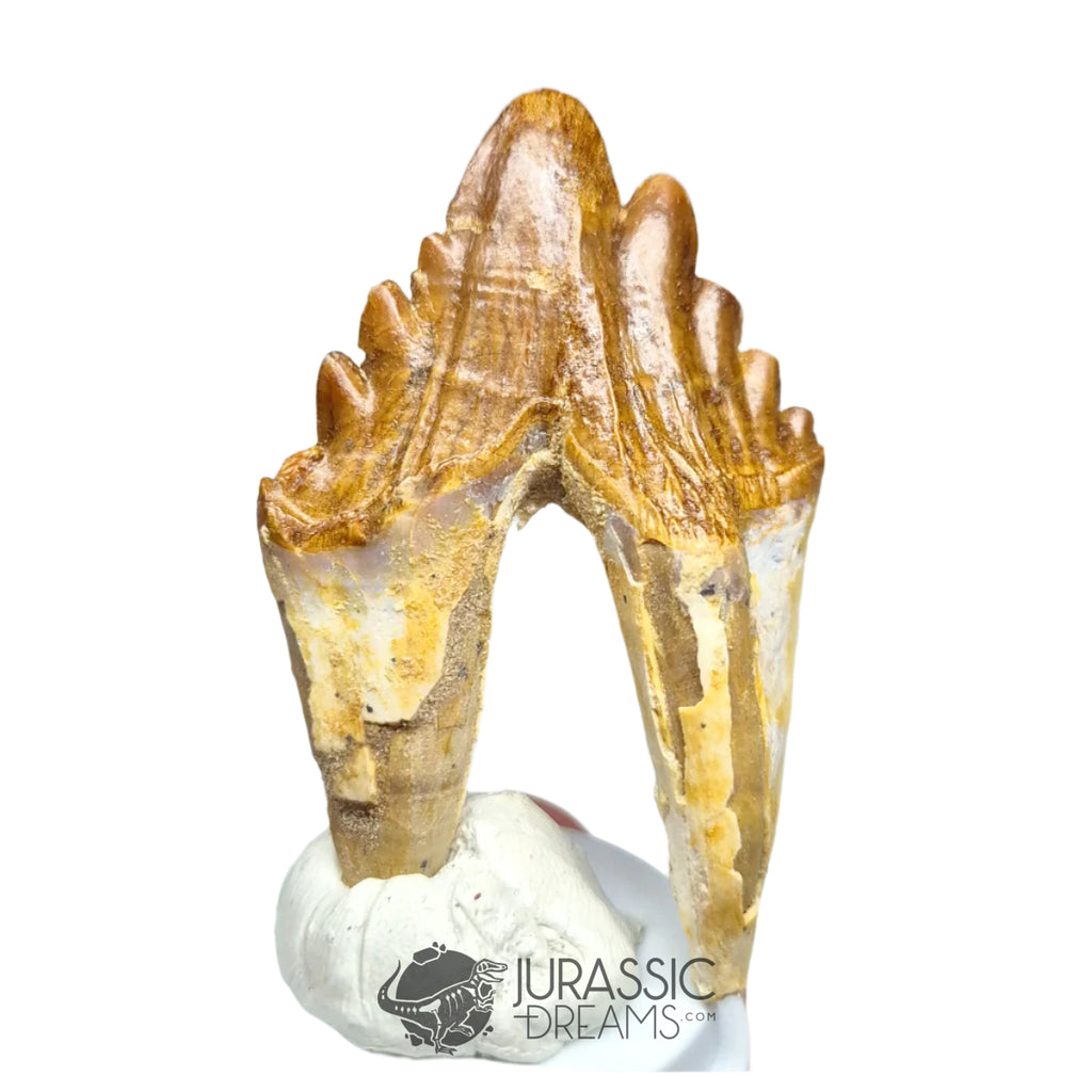 20231 - Nicely Preserved Basilosaurus (Whale Ancestor) Molar Rooted Tooth IN CATAWIKI AUCTION NOW
