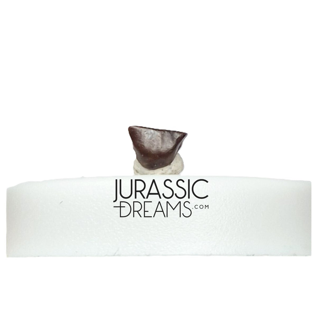 J435- Lovely Tiny Thescelosaurus sp Ornithischian Dinosaur Tooth - Late Cretaceous - Lance Fm