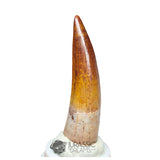 20228 - Gem Grade Spinosaurus aegyptiacus Dinosaur Tooth - Cretaceous KemKem Beds IN CATAWIKI AUCTION NOW