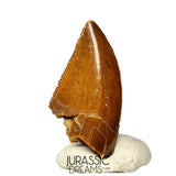 S361 - Outstanding Large Majungasaurus crenatissimus Abelisaurid Dinosaur Tooth - Late Cretaceous