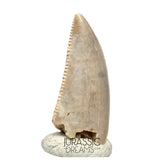 S95 - Nicely Preserved Majungasaurus crenatissimus Abelisaurid Dinosaur Tooth