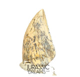S353 - Nicely Preserved Majungasaurus crenatissimus Abelisaurid Dinosaur Tooth - Late Cretaceous