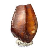 S481 - Exceedingly Rare Iguanodontian (cf Elrhazosaurus or Lurdusaurus) Dinosaur Tooth - Lower Cretaceous