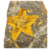 S81 - Nicely Preserved Petraster Ordovician Starfish Tiouririne Formation