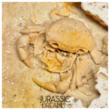 J284 - Finest Quality Fossil Crab (Potamon) Preserved in Travertine - Turkey Location