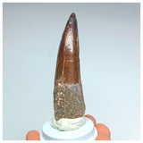 1053 - Gem Grade Spinosaurus aegyptiacus 3.14'' Dinosaur Tooth KemKem Beds