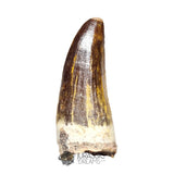 20129 - Nicely Preserved Suchomimus tenerensis Dinosaur Tooth IN CATAWIKI AUCTION NOW