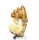 20197 - Nicely Preserved  Basilosaurus (Whale Ancestor) Molar Rooted Tooth