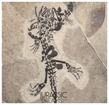 S289 - Interesting Genuine Partially disarticulated Keichousaurus hui skeleton Early Triassic Marine Reptile