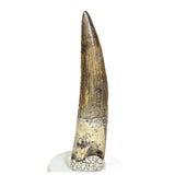 S65 - Finest Quality Suchomimus tenerensis Spinosaurid Dinosaur Tooth