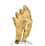 20245 - Nicely Preserved Basilosaurus (Whale Ancestor) Molar Rooted Tooth IN CATAWIKI AUCTION NOW