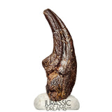 J108 - Top Rare Killer Alvarezsaurid Theropod Dinosaur Manus Claw - Lower Cretaceous Elrhaz Fm