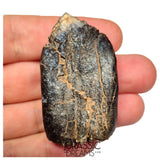 S500 - Top Huge Eusauropoda cf. Jobaria Sauropod Dinosaur Tooth - Jurassic Tiouraren Fm