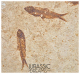 S247- Aesthetic "Knightia eocaena" Fossil Fish Mass Mortality Plate with 4 specimens - Eocene Age from USA