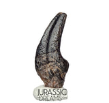 J196 - Top Rare Killer Theropod (cf Alvarezsaurid) Dinosaur Manus Claw - Lower Cretaceous Elrhaz Fm
