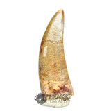 20031 - Rare Afrovenator abakensis Megalosaurid Dinosaur Tooth Jurassic Tiouraren Fm