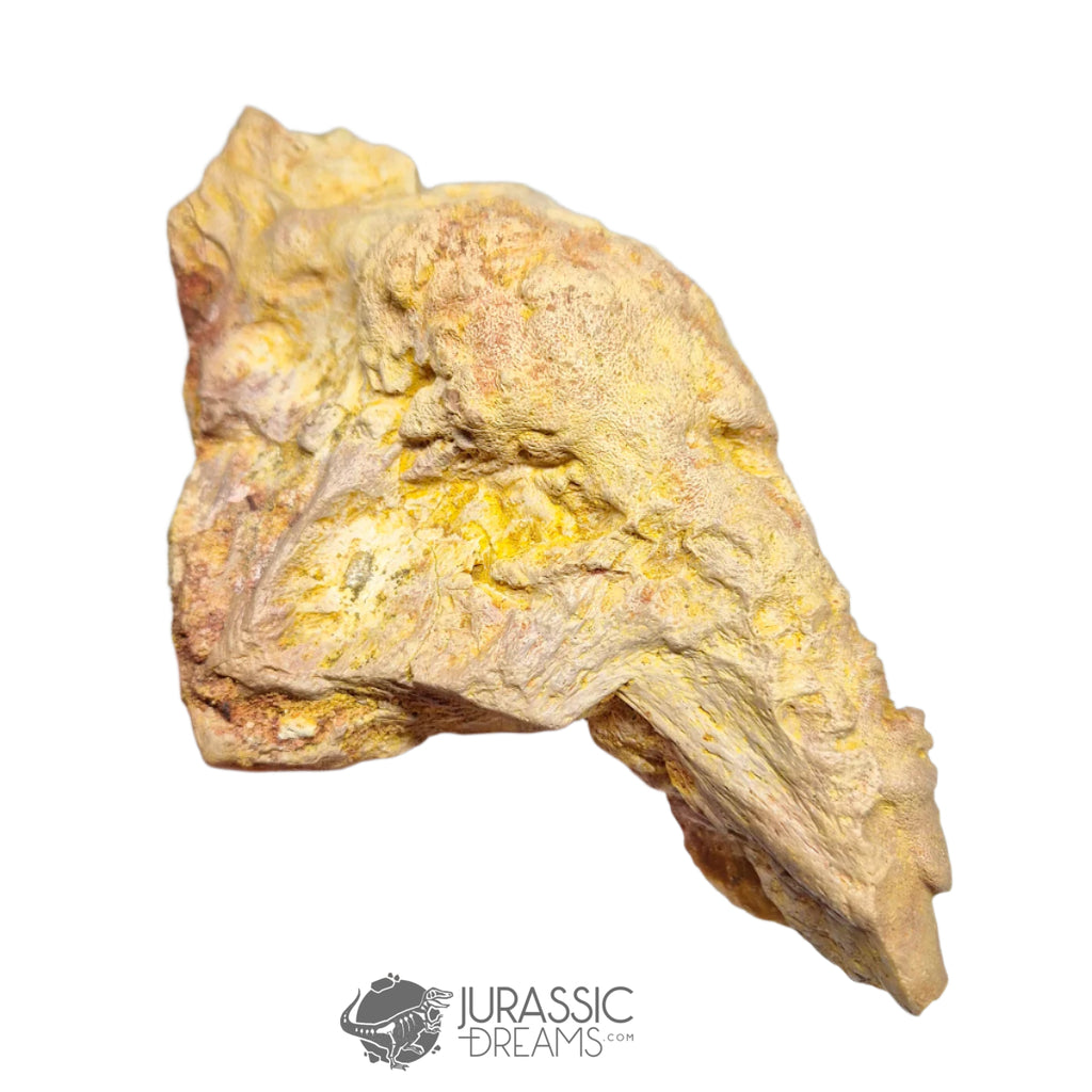 20237 - Exceedingly Rare Carcharodontosaurus saharicus Postorbital-Lacrimal Skull Bone