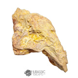 20237 - Exceedingly Rare Carcharodontosaurus saharicus Postorbital-Lacrimal Skull Bone