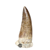 20437- Nicely Preserved Suchomimus tenerensis Dinosaur Tooth IN CATAWIKI AUCTION NOW