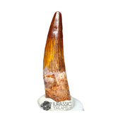 20335 - Nicely Preserved Spinosaurus aegyptiacus Dinosaur Tooth IN CATAWIKI AUCTION NOW