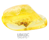 J15 - SPIDER Araneae Fossil Inclusion Genuine BALTIC AMBER + HQ Picture